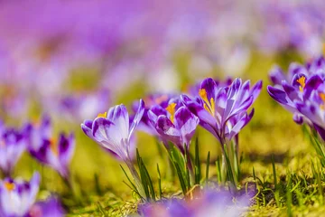 Foto auf Acrylglas Krokusse Krokusse in der Tatra, erste Frühlingsblumen