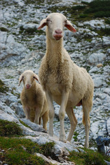 Naklejka premium Sheep and lamb in the mountains