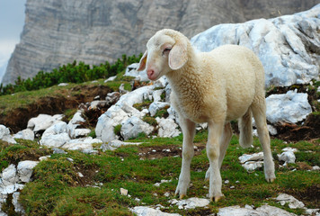 Obraz premium Lamb in the mountains