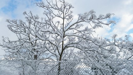 Albero ricoperto di neve