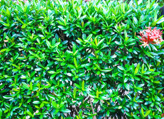 green leaf background