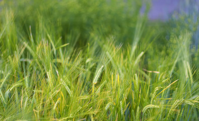 Field close-up as background