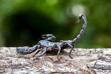 Closeup view of a scorpion in nature.