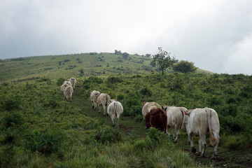 Herd of cows