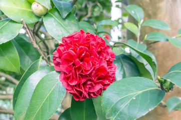 camellia 'grand marshal'