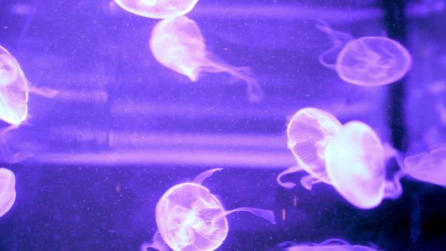 Jelly Fish in a colourful tank