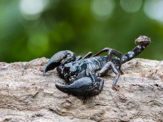 Closeup view of a scorpion in nature.