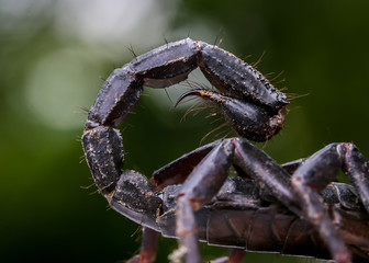 macro of a scorpion stinger