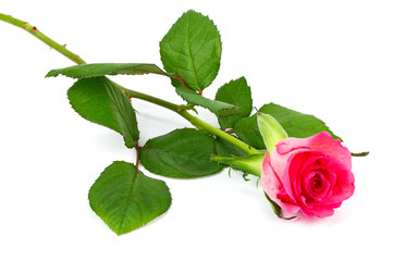 red rose on a white background