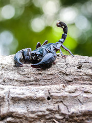 Image of Closeup view of a scorpion in nature. printed on Printed Glass Basin Splashbacks