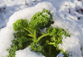 Frozen Kale on the field, covered with snow © Matauw