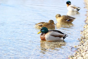 Wild ducks on the lake coast