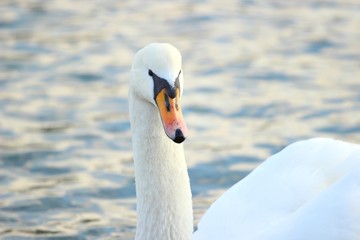 Swan's close up