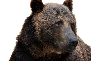 Bear's head close-up on a white background