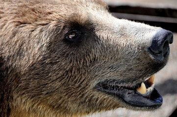Bear's head close-up on