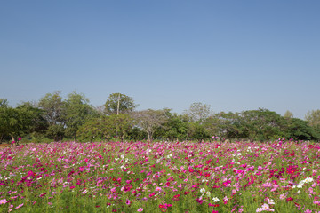 cosmos flower field