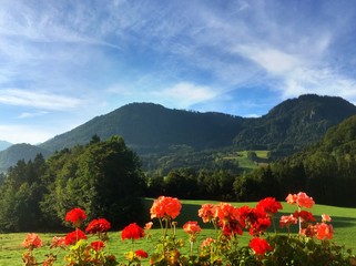Balkonpflanzen vor Berglandschaft
