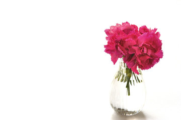 ピンクのカーネーション　白色背景