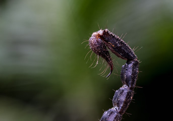 macro of a scorpion stinger