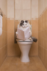 Cat reads the morning newspaper while sitting on the toilet