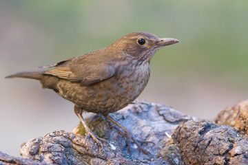 Female of common blackbird (Turdus merula)