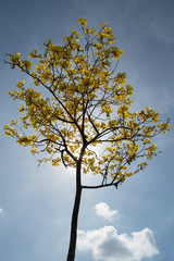 yellow flowers blooming against blue sky background