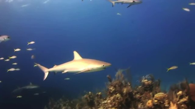 The shark swims in the blue sea in search of food. Amazing, beautiful underwater world Bahamas and the life of its inhabitants, creatures and diving, travels with them. 