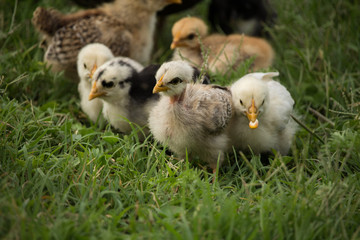 chicks eating grains