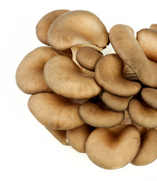 Raw Oyster Mushrooms