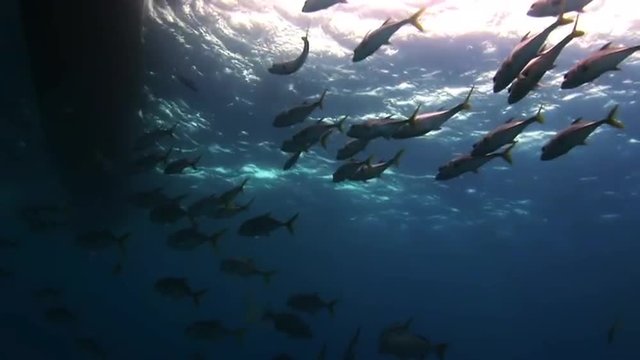 Flock of fish under the sea in search of food. Amazing, beautiful underwater world Bahamas and the life of its inhabitants, creatures and diving, travels with them. 