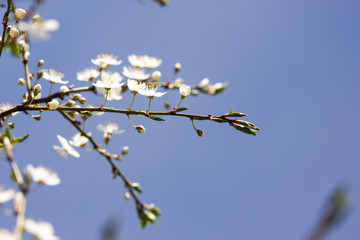 Sunny abstract green nature background, selective focus