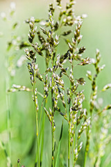 Kentucky bluegrass (Poa pratensis)