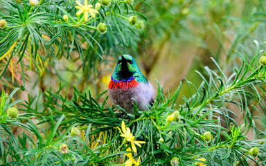 Orange breasted Sunbird on its perch