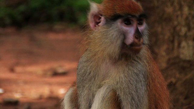 Close up of an African monkey.