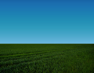 Fototapeta na wymiar green grass against the blue sky