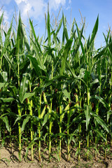 Fototapeta premium Green corn