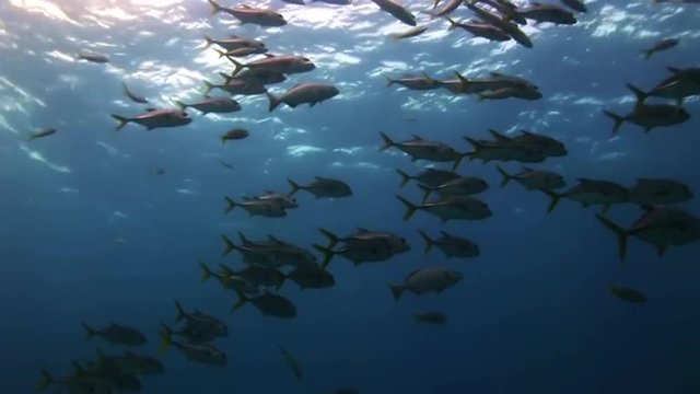 Flock of fish under the sea in search of food. Amazing, beautiful underwater world Bahamas and the life of its inhabitants, creatures and diving, travels with them. 