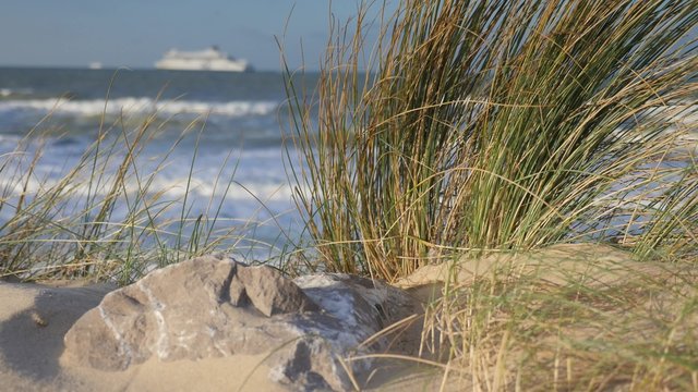 des oyats dans le vent avec un paquebot en arri&egrave;re plan