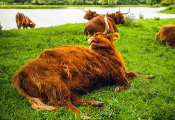 Domestic animals cows on nature.
