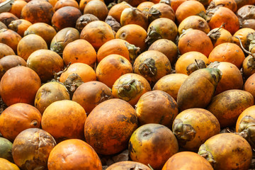 areca nut or Areca catechu