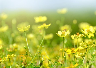 Yellow Cosmos in flower field