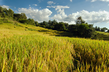 View of rice farm and cloudy blue sky by local people in mountai