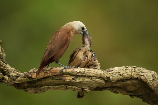 Bird feeding two chicks, Jember, East Java, Indonesia