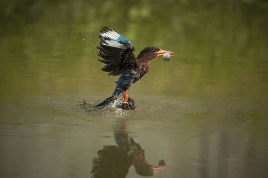 Kingfisher bird catching a fish, Jember, East Java, Indonesia