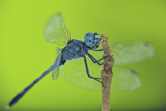 Dragonfly perched on a twig, Jember, East Java, Indonesia