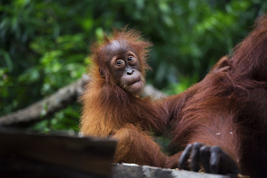 Baby orangutan (pongo pygmaeus) holding onto it's mother