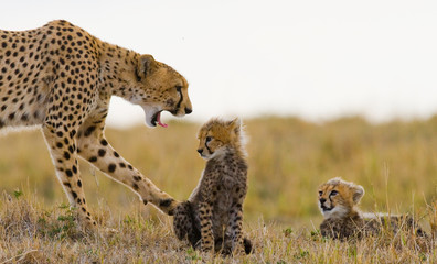 Mother cheetah and her cubs in the savannah. Kenya. Tanzania. Africa. National Park. Serengeti. Maasai Mara. An excellent illustration.