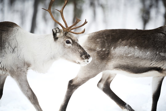 Close-up side view of Two Reindeer walking through a forest in the winter snow, Ivalo, Lapland, Finland