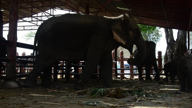 People travel and give food to elephant at Ayutthaya Elephant Camp on January 10, 2016 in Ayutthaya, Thailand.