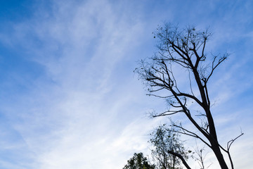 Blue sky with white clouds and silhouette tree